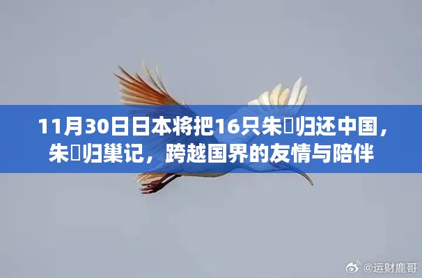 朱鹮归巢，跨越国界的友情与陪伴——日本归还中国16只朱鹮纪念