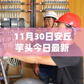 安丘芋头最新价格解析与全方位体验报告（今日更新）