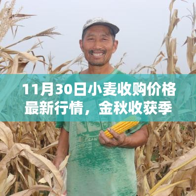 11月30日小麦收购价格最新行情深度解析，金秋收获季的行情走势分析