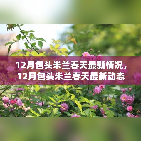 12月包头米兰春天最新动态与情况概览