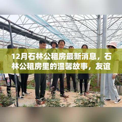 石林公租房十二月最新动态，温馨故事与家的温暖相伴