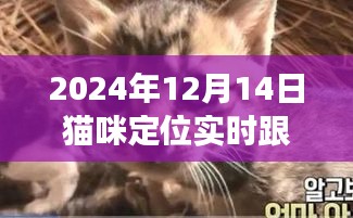 技术革新下的宠物关爱，猫咪实时定位跟踪技术解析，2024年12月14日纪实报道