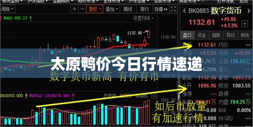 太原鸭价今日行情速递