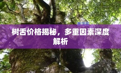 树舌价格揭秘，多重因素深度解析