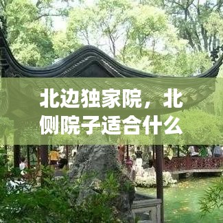 北边独家院，北侧院子适合什么植物 