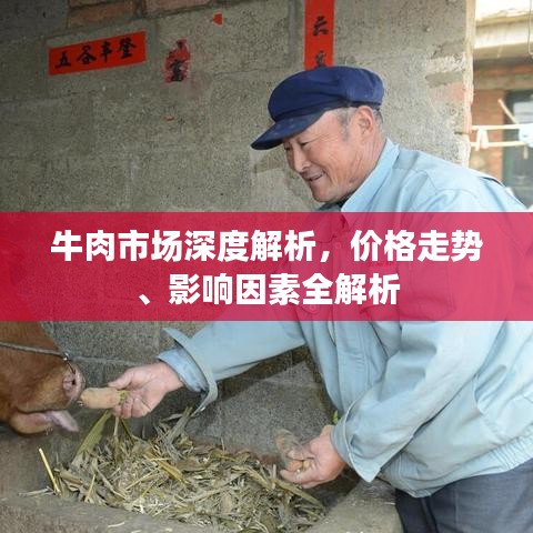 牛肉市场深度解析，价格走势、影响因素全解析