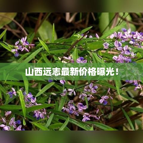 山西远志最新价格曝光！