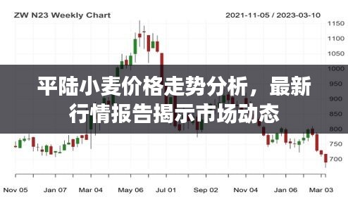 平陆小麦价格走势分析，最新行情报告揭示市场动态