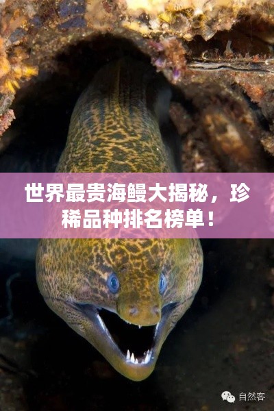 世界最贵海鳗大揭秘，珍稀品种排名榜单！