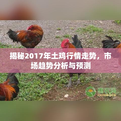 揭秘2017年土鸡行情走势，市场趋势分析与预测