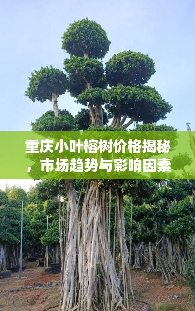 重庆小叶榕树价格揭秘，市场趋势与影响因素全解析