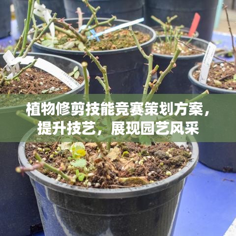 植物修剪技能竞赛策划方案，提升技艺，展现园艺风采