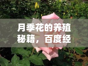 月季花的养殖秘籍，百度经验教你轻松掌握养殖技巧