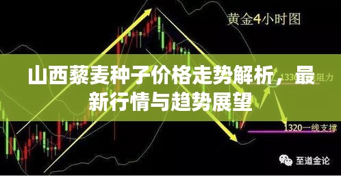 山西藜麦种子价格走势解析，最新行情与趋势展望