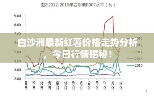 白沙洲最新红薯价格走势分析，今日行情揭秘！