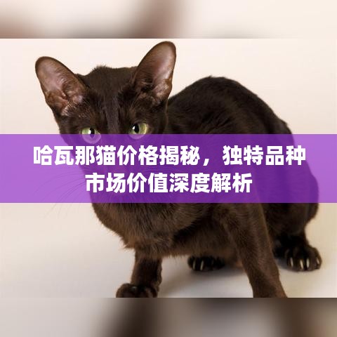 哈瓦那猫价格揭秘，独特品种市场价值深度解析