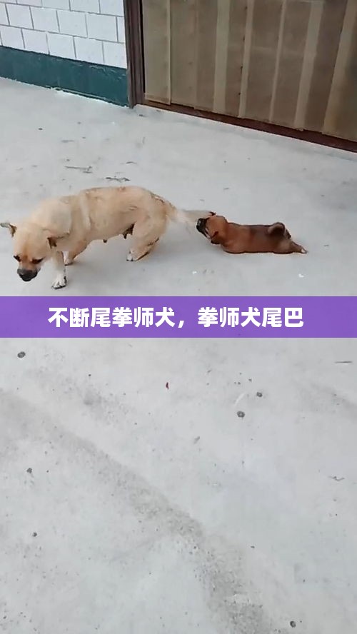 不断尾拳师犬，拳师犬尾巴 