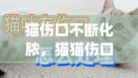 猫伤口不断化脓，猫猫伤口化脓 