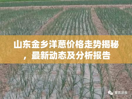 山东金乡洋葱价格走势揭秘，最新动态及分析报告
